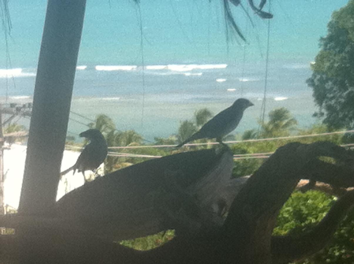 Novos Baianos Hostel E Pousada Porto Seguro Ngoại thất bức ảnh Two juvenile birds